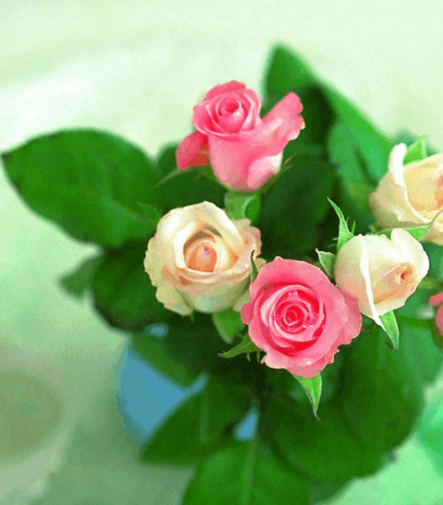 非常精美非常高清的玫瑰花图片