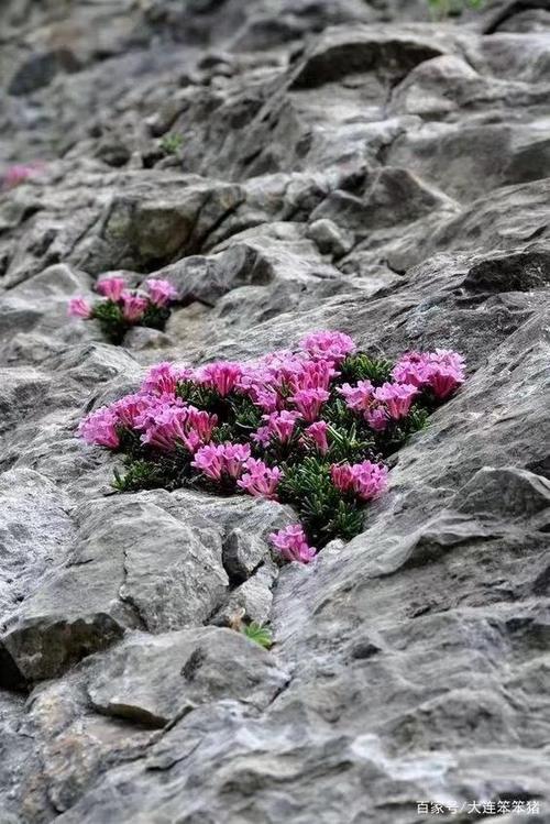 开在石头里的花