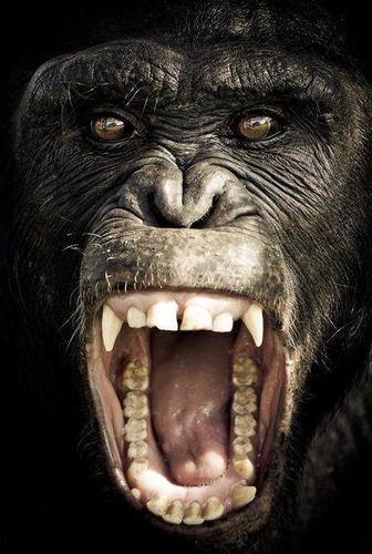 黑猩猩这是愤怒的表情.