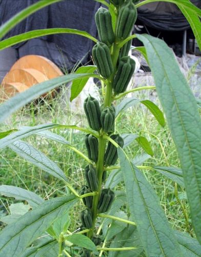 芝麻又名脂麻胡麻是胡麻的籽种一年生直立草本植物高60