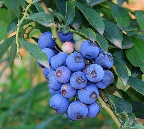 蓝莓苗品种高产管理方法