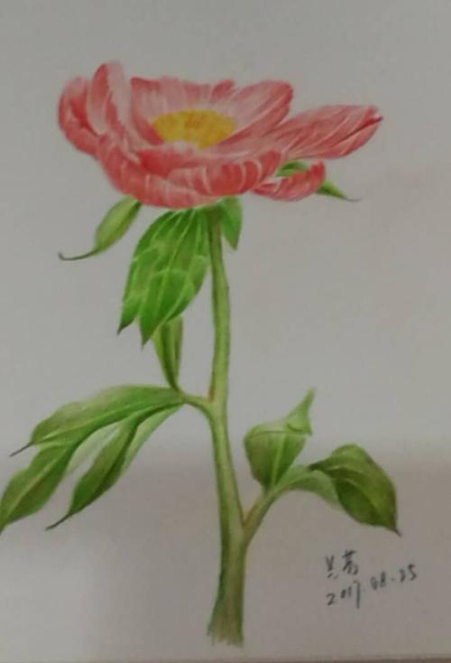 09芍药21天花卉彩色铅笔绘画教程