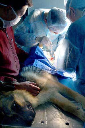 两只生殖器官外形有缺陷的纯种德国牧羊犬在平福路一家动物医院恢复