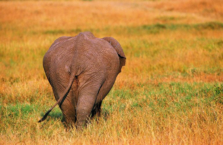 高清大象憨厚可掬背影图片大象野生动物背影