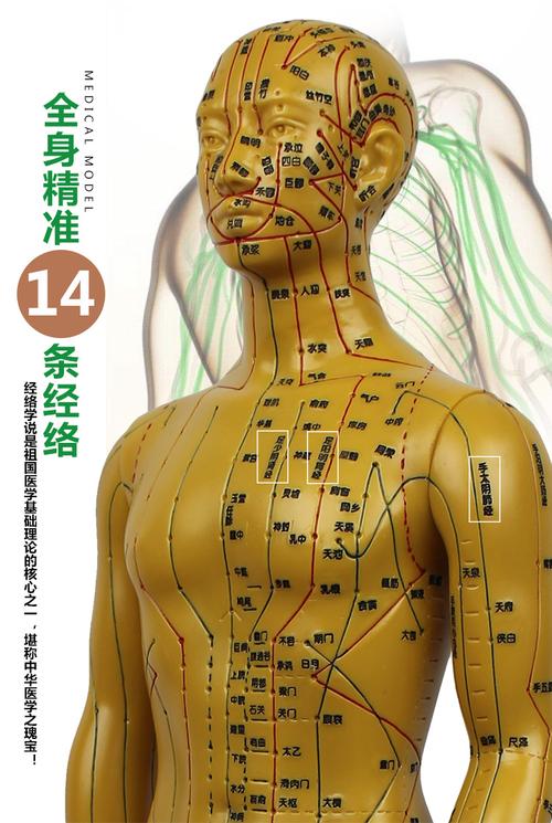 超清晰刻字60cm人体穴位模型中医针灸男女铜人全身经络按摩图