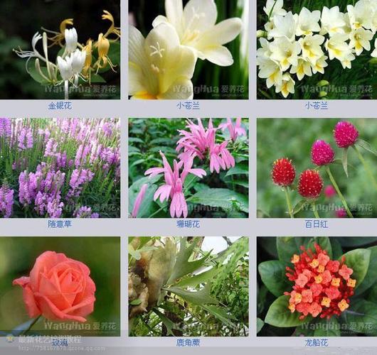 百花图谱世界上最全的花名