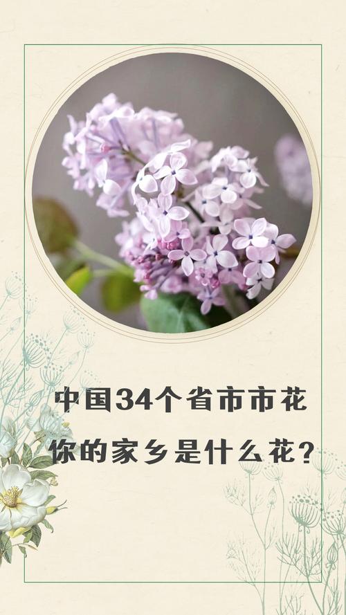 中国34个省市市花你的家乡是什么花鲜花家居家装家居装饰