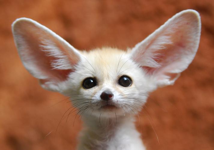 可爱的大耳朵狐狸高清原图下载可爱的大耳朵狐狸图片壁纸动物