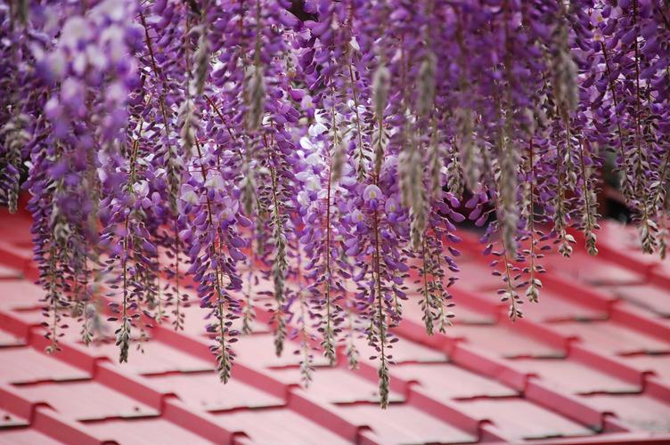 花卉花的特写紫藤藤萝朱藤植物花卉秀丽的紫藤花图片