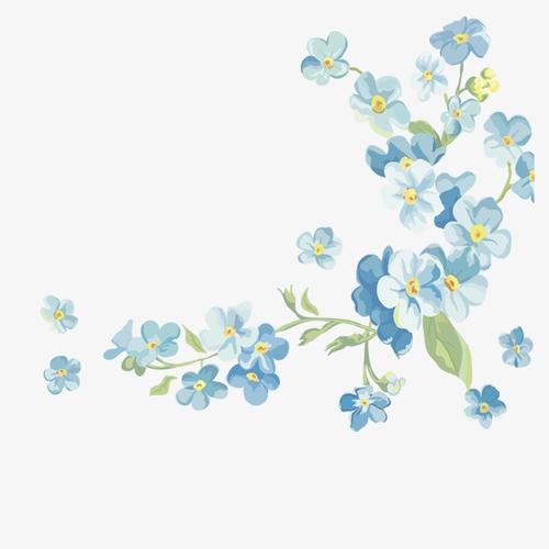 盛开的蓝色马兰花手绘插图