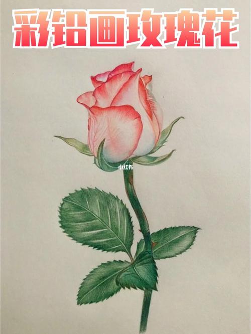 彩铅画玫瑰花绘画步骤图