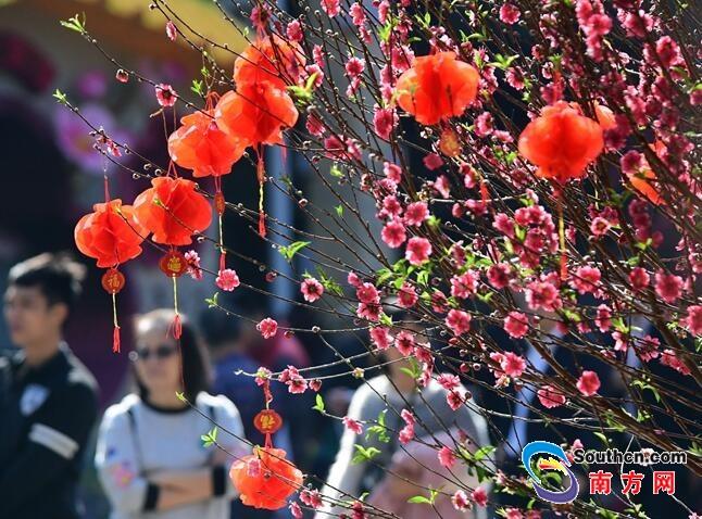 每年春节不少公园会举办迎春花展.