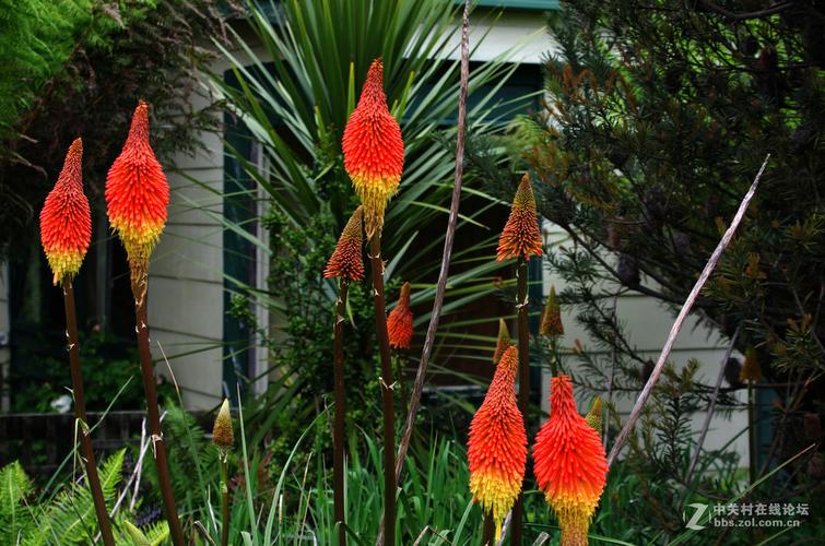 澳大利亚塔斯马尼亚岛上的几种植物