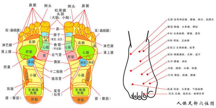 人体脚部穴位反射示意图