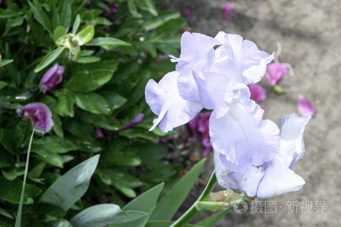 春天花园里盛开的淡蓝色鸢尾花
