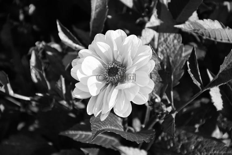 花黑白照片花束