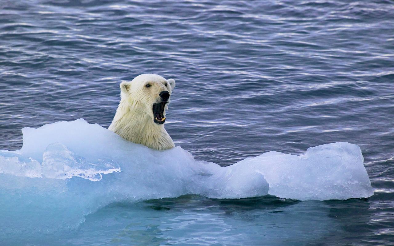 高清可爱北极熊图片电脑桌面壁纸高清大图预览1920x1200动物壁纸下载