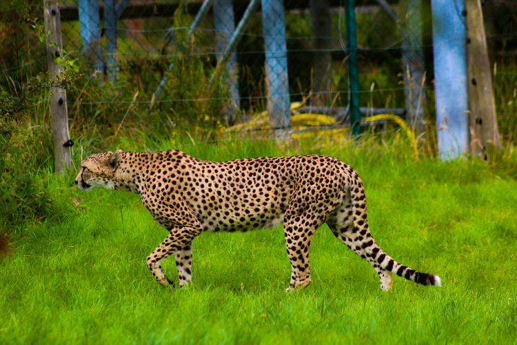 动物园觅食的猎豹1080x1920分辨率查看
