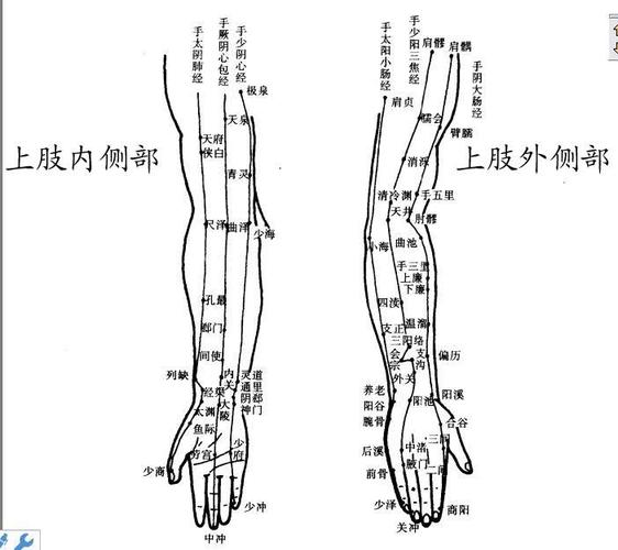 人体经络图上肢外侧部和上肢内侧部