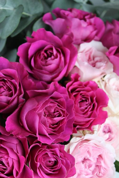 花花卉摄影玫瑰玫瑰花园粉色粉红玫瑰大卫奥斯汀玫瑰