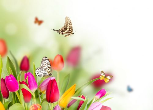 自然春天花郁金香蝴蝶图片