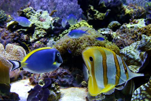 色彩鲜艳的热带鱼和海底生物