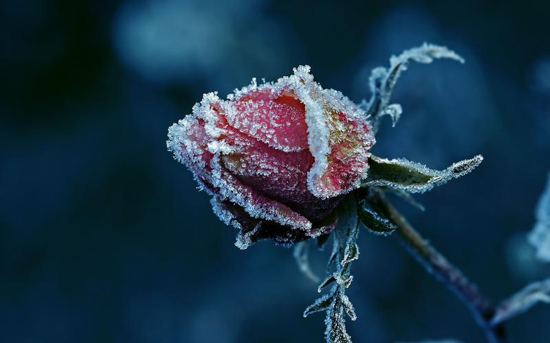 自然艺术设计摄影宏详细特写植物花卉红色的花朵玫瑰霜冰树叶景深