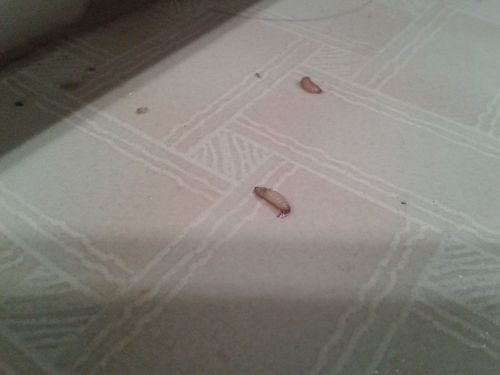 卫生间墙缝里有虫子爬出来求杀死.