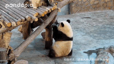 是个辛苦的工作经常有许多熊猫累的睡着了经过这些熊猫们的辛勤劳动