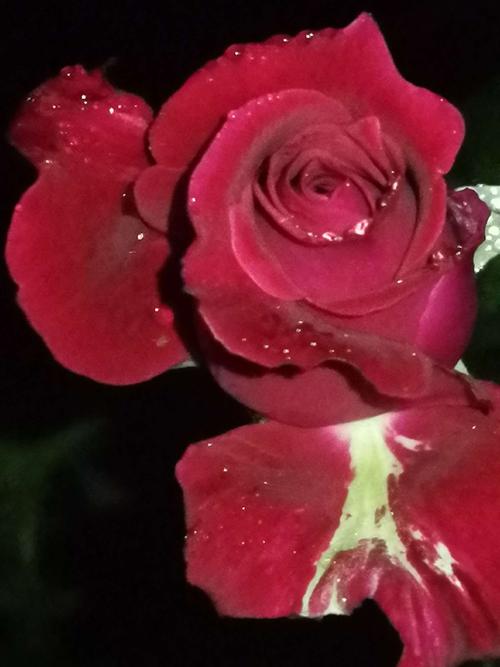 风雨中的红玫瑰