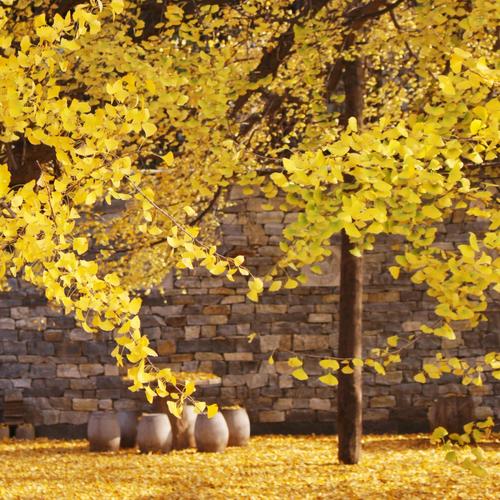 秋风吹渭水落叶满长安秋天的银杏总是具有独特的魅力十一月是欣赏