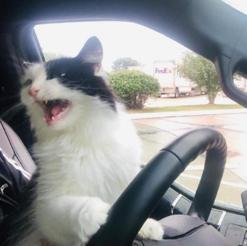 猫咪认真开车时旁人都别吵
