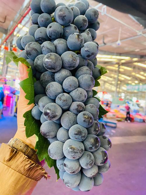 蓝莓葡萄产自云南高山地带