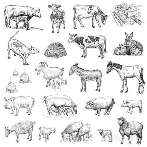哺乳动物手绘图