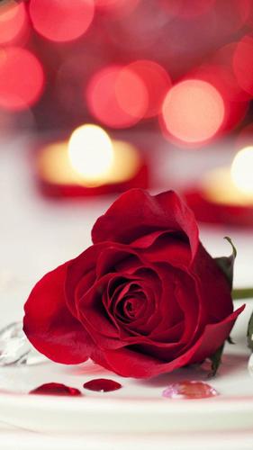 爱情浪漫红玫瑰花