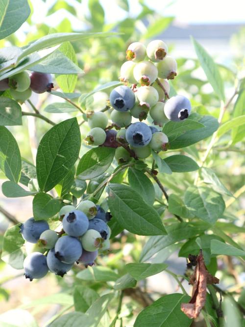 记录植物蓝莓
