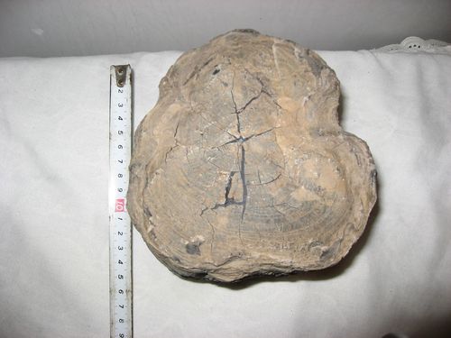 奇石化石--植物化石--硅化木化石