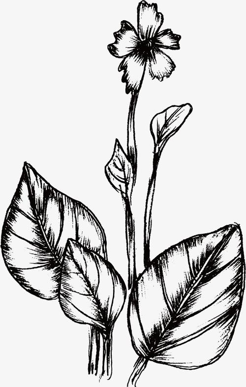 手绘线描植物边框