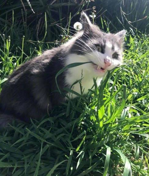 网友拍到自家猫吃草的照片吃个草而已表情要不要这么丰富啊.