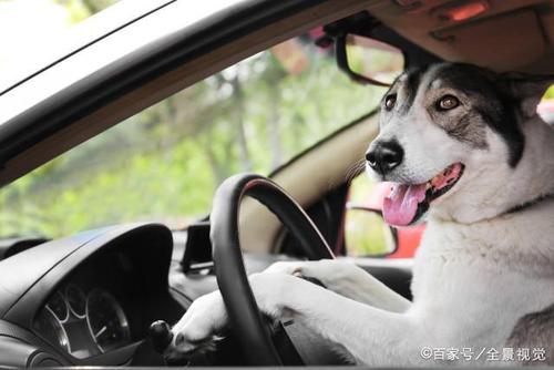 警方高速路上追捕超速肇事司机竟发现他正在教狗开车