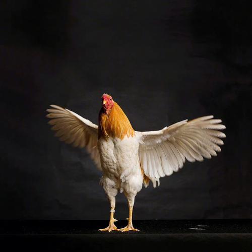 摄影师镜头下的鸡