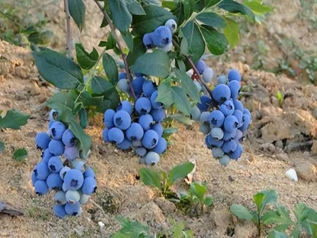 蓝莓太贵自己阳台种了解几个常识一盆挂果好几斤省钱好吃