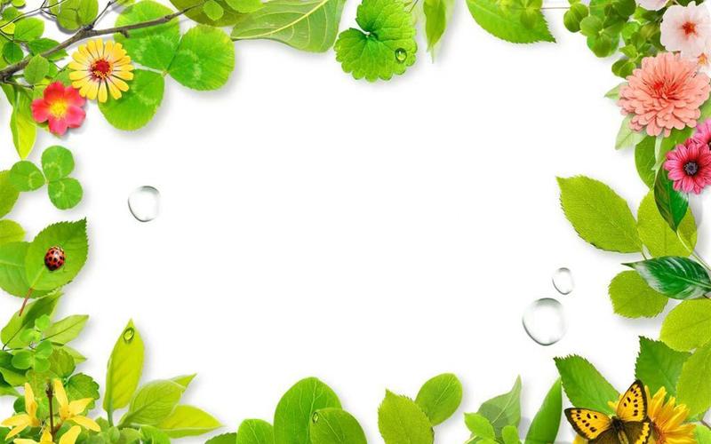 绿色植物边框背景素材设计壁纸