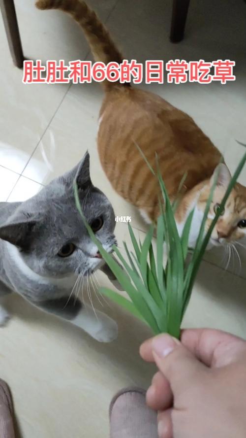 猫咪吃草