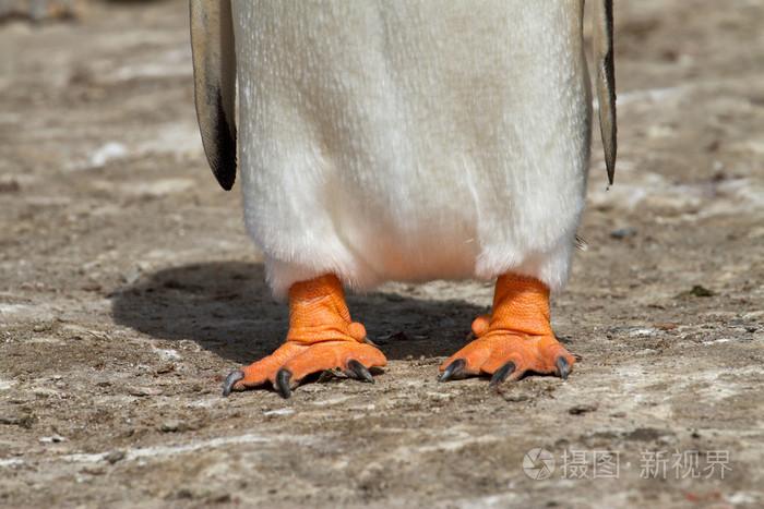 巴布亚企鹅脚