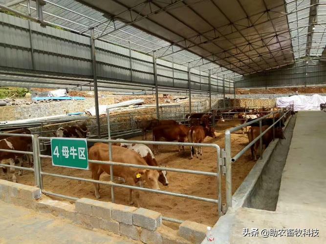 薄垫料发酵床养牛在广西受肯定已经大面积推广