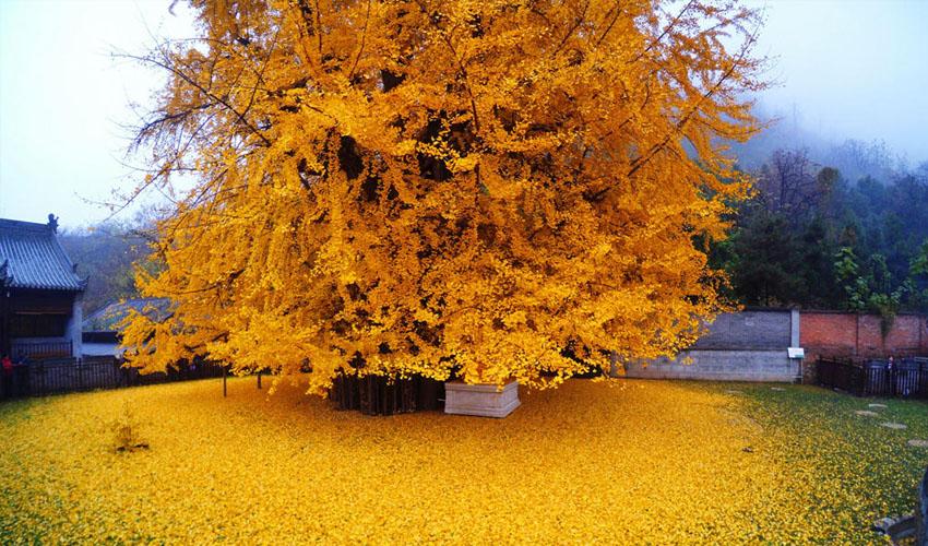 长安区的古观音禅寺一棵1400多年的银杏树次树高大挺拔摇曳生姿