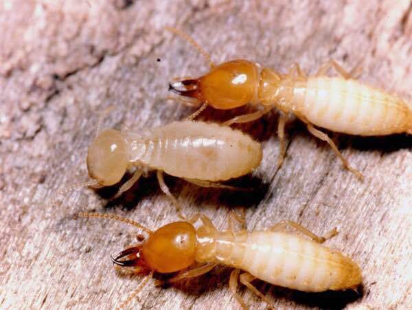 白蚁和蚂蚁的区别6个地方轻松区别白蚁和蚂蚁