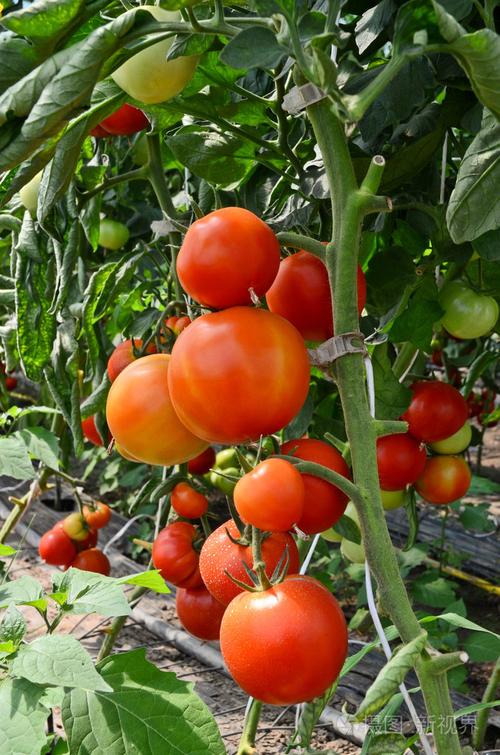 温室中种植番茄