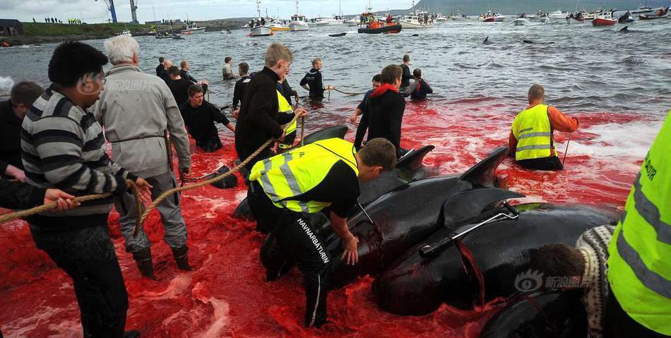 法罗群岛集体捕杀巨头鲸